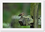 nuori punarinta young robin * 3872 x 2592 * (3.48MB)